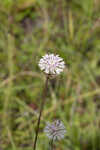 Grassleaf Barbara's buttons